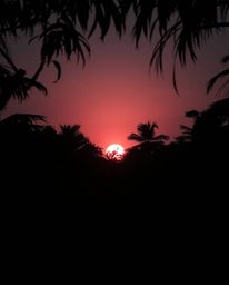 A surreal, high-contrast, low-key image capturing a sunset through a dense jungle canopy. This piece emphasizes deep shadows 
