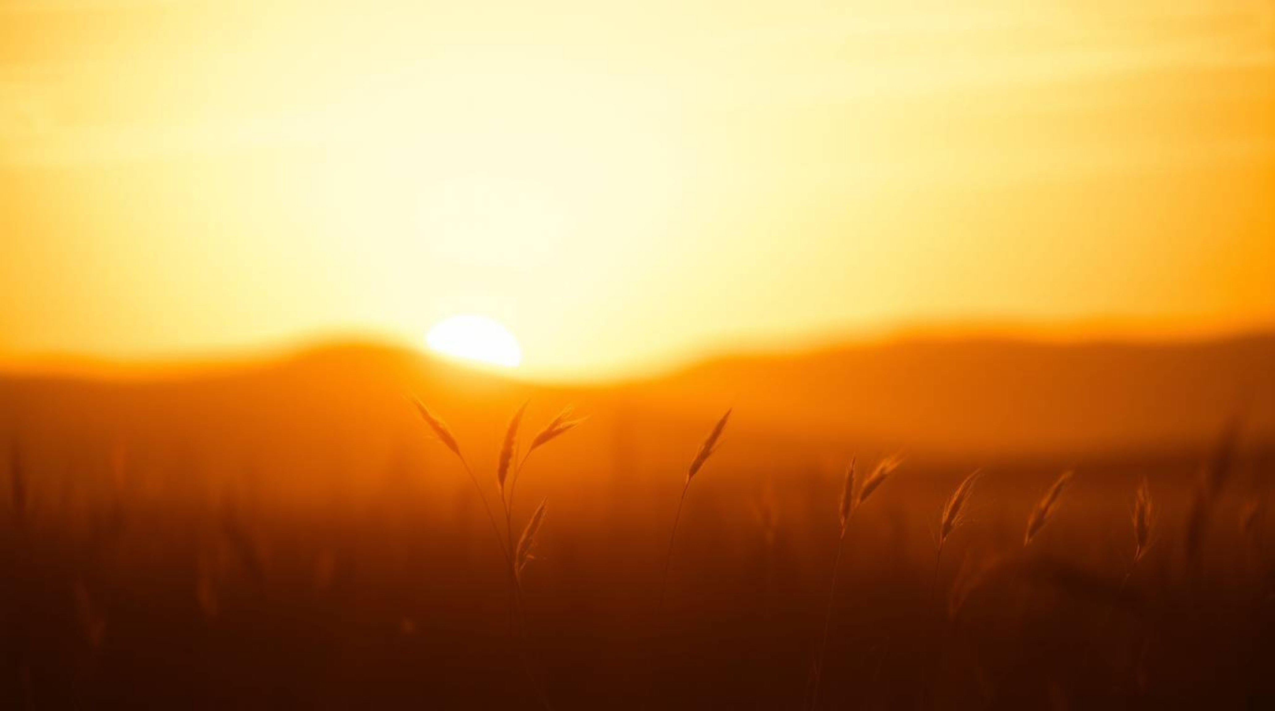 Capture the serene beauty of a photograph bathed in warm golden hour light. Featuring natural earth tones, browns, and beiges