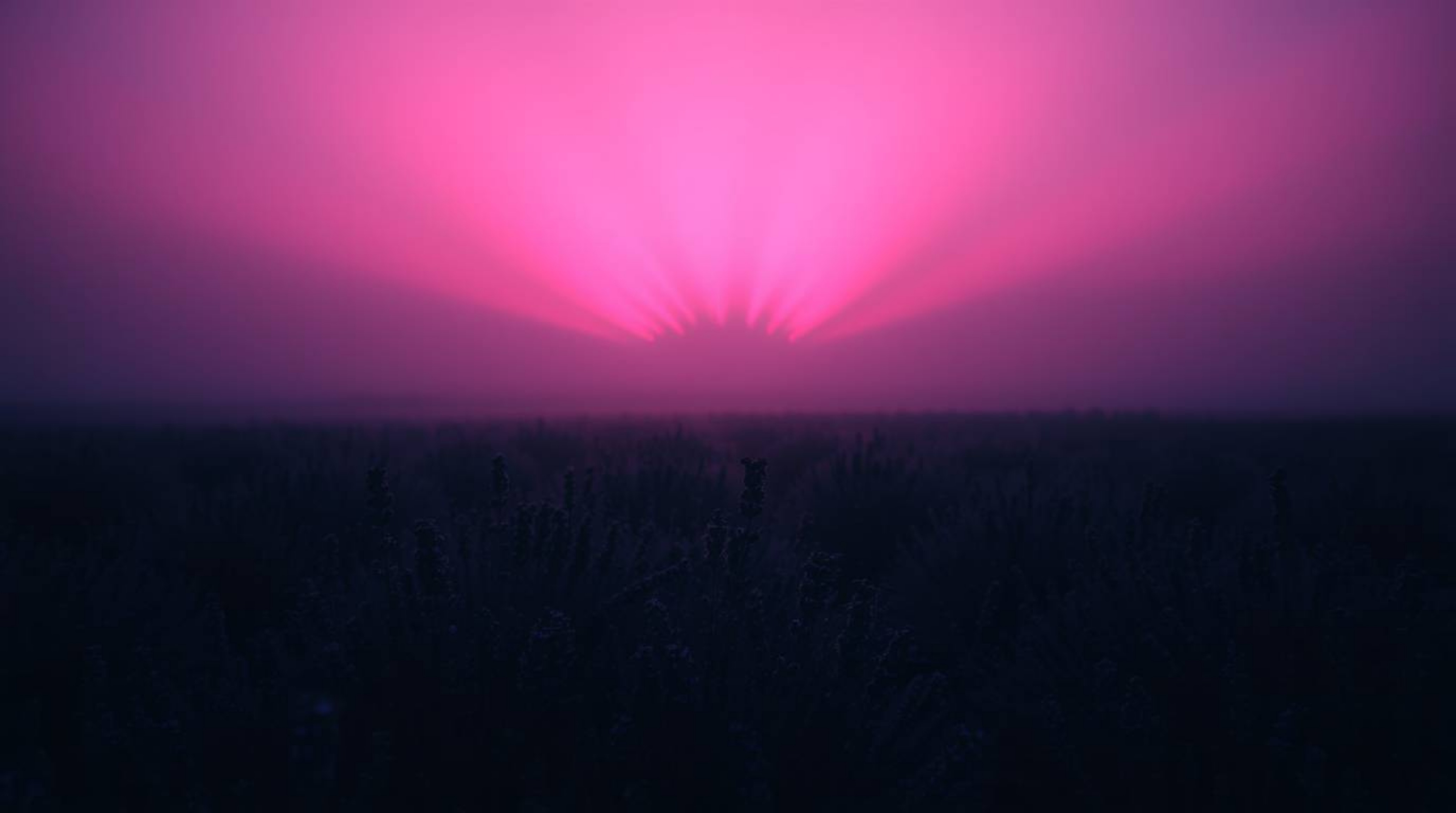 Capture the magic of lavender fields bathed in the ethereal glow of a dreamy pink sky, illuminated by intense jet black volum