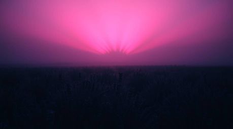 Capture the magic of lavender fields bathed in the ethereal glow of a dreamy pink sky, illuminated by intense jet black volum