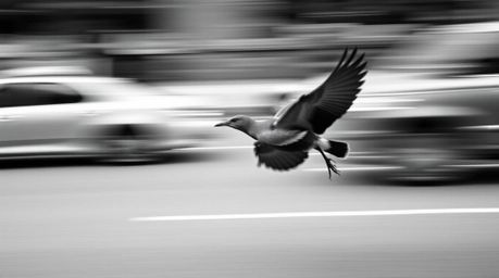 A timeless black and white photograph capturing the dynamism of a fast-running bird speeding past city traffic.  The image fe
