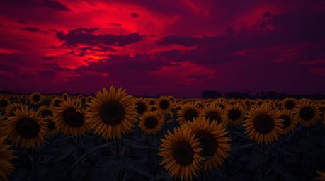 Explore a chilling sunflower field beneath a deep red and purple sky, rendered in dark, unsettling tones to create an eerie a