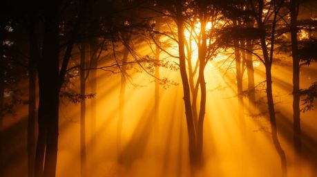 Experience the magic of golden hour with this stunning image featuring volumetric lighting.  Mist rises from a lush forest, i