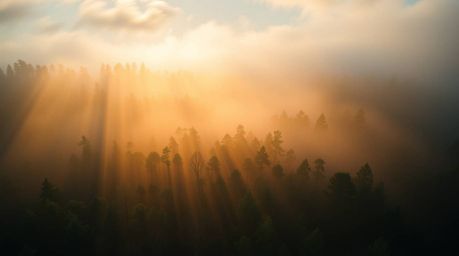 Experience the ethereal beauty of a misty forest at golden hour. This stunning overhead shot captures the soft light illumina