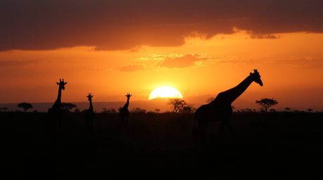 A captivating editorial-style photograph depicts a rainy sunset over the African savanna. Silhouetted giraffes stand majestic