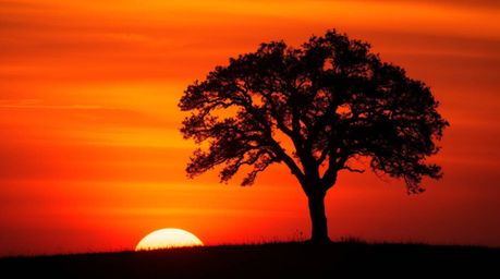 Experience a breathtaking scene of a lone tree silhouetted against a fiery sunset, rendered in a dramatic cinematic style. Th