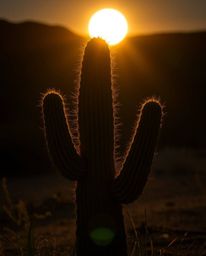 A high-resolution stock photo captures a desert cactus glowing in the last rays of the sun. This commercial-quality image is 