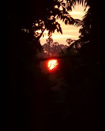 A cinematic view of a sunset through a dense jungle canopy, enhanced with a film grain texture. The scene is mystic and encha