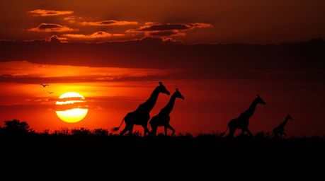 A captivating high-contrast, low-key photograph depicts a dramatic sunset over the African savanna. Silhouetted giraffes are 