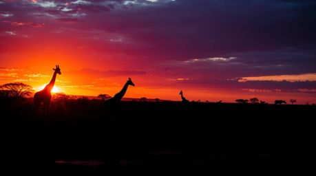 Experience the breathtaking beauty of a savanna sunset captured from a unique bird's-eye perspective.  This high-contrast ima