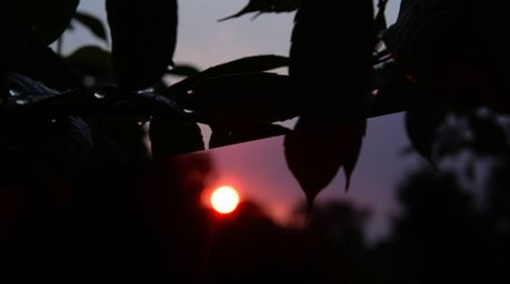 A striking low-angle perspective captures a sunset reflected in glistening raindrops on leaves. The image presents a dramatic