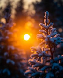 A photograph featuring a beautiful blurred bokeh effect that emphasizes the sunset light sparkling on snowy pine trees. The t