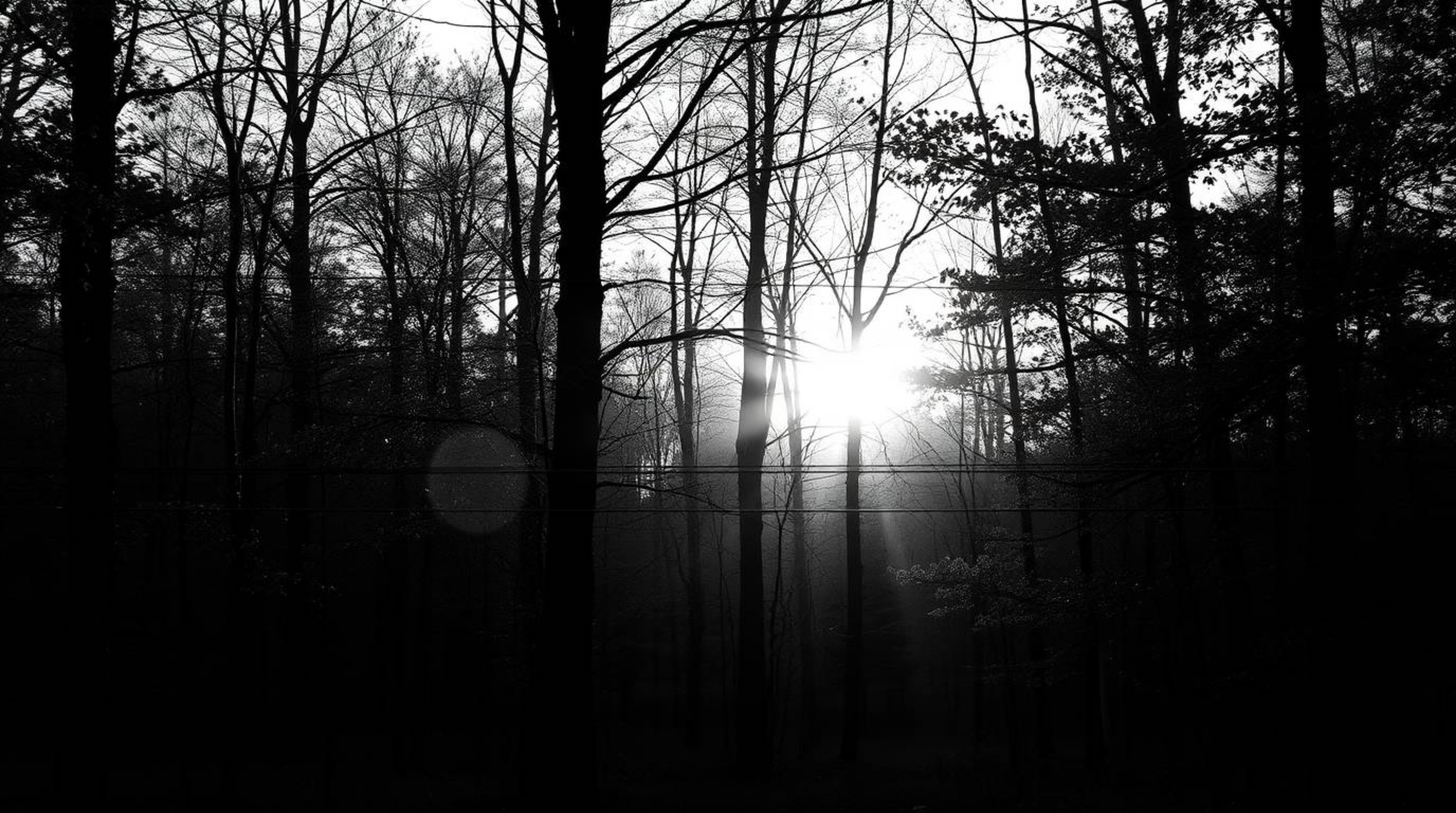 A timeless and elegant black and white photograph captures the beauty of an autumn forest. Golden leaves are illuminated by t