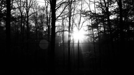 A timeless and elegant black and white photograph captures the beauty of an autumn forest. Golden leaves are illuminated by t