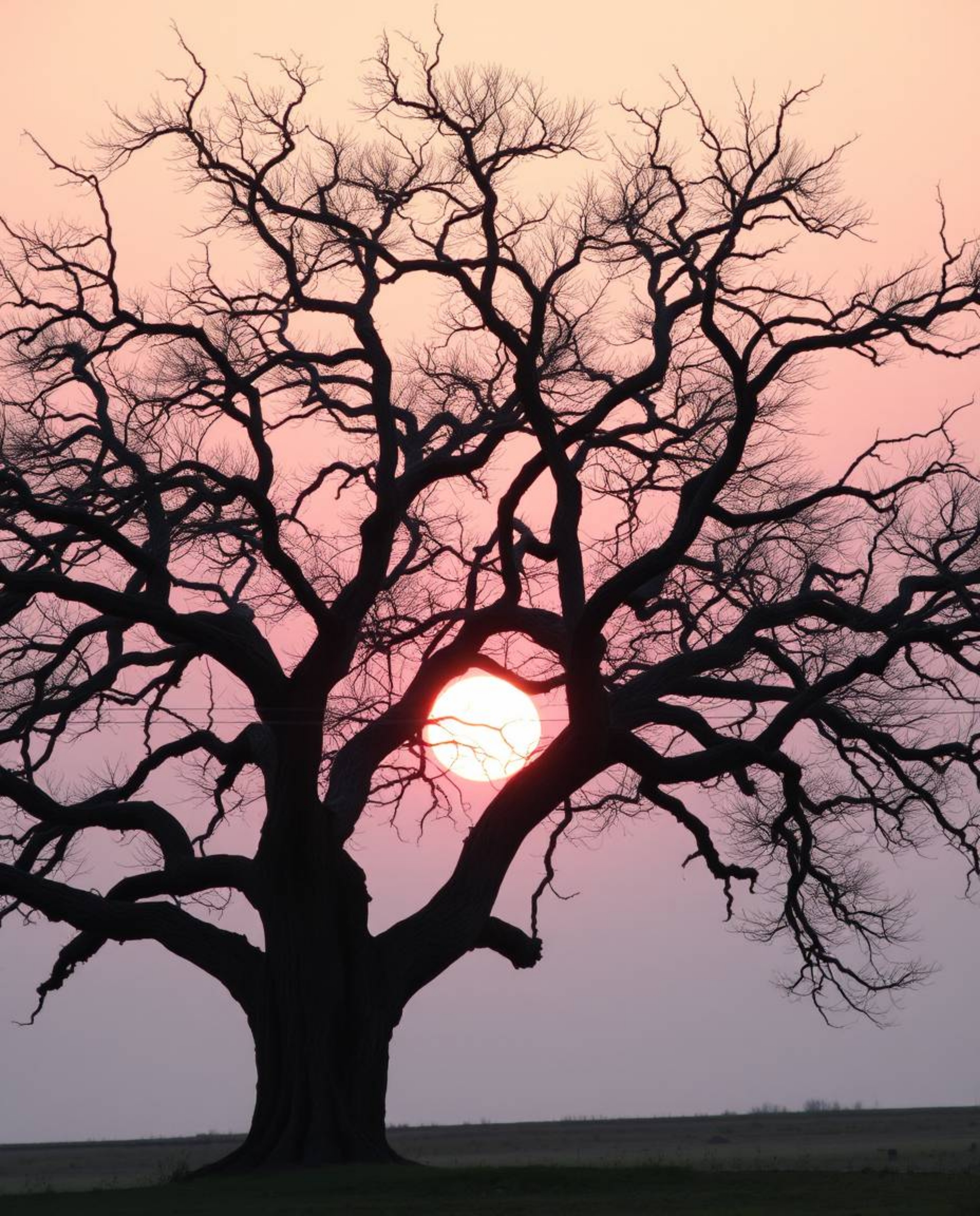 A soft pastel sunset behind an old oak tree with twisted branches creates a gentle, soothing, graceful, and elegant atmospher