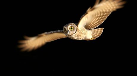 A stunning long-exposure photograph showcasing a blind owl, rendered in a captivating Pixar style, serves as an inspiring gui