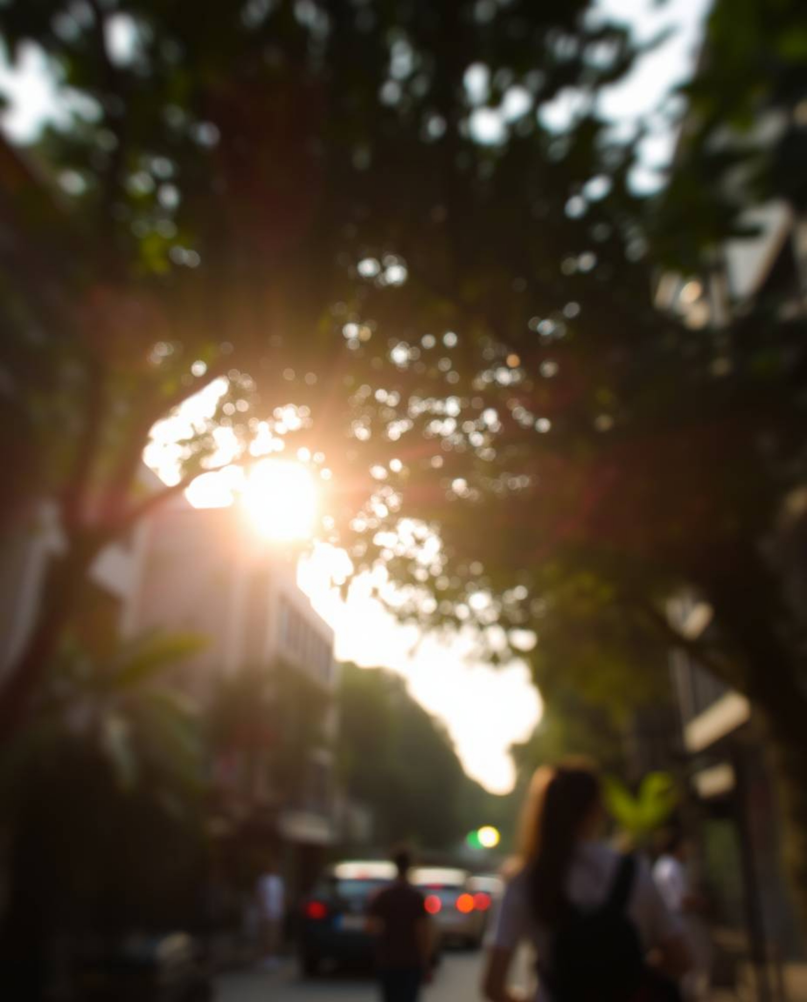 A candid street photography style image that uniquely incorporates a sunset seen through a dense jungle canopy into an urban 