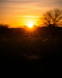 A captivating long exposure photograph of a spring sunset over a wildflower meadow, defined by its dramatic chiaroscuro light