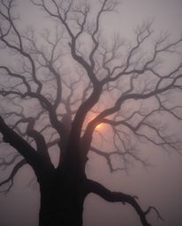 A low-angle perspective shot of a sunset behind an old oak tree with twisted branches, enveloped in thick fog. The scene emph