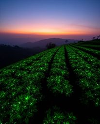 A stunning high-angle perspective of glowing bioluminescent tea plantations at sunset. From an elevated viewpoint, the compos