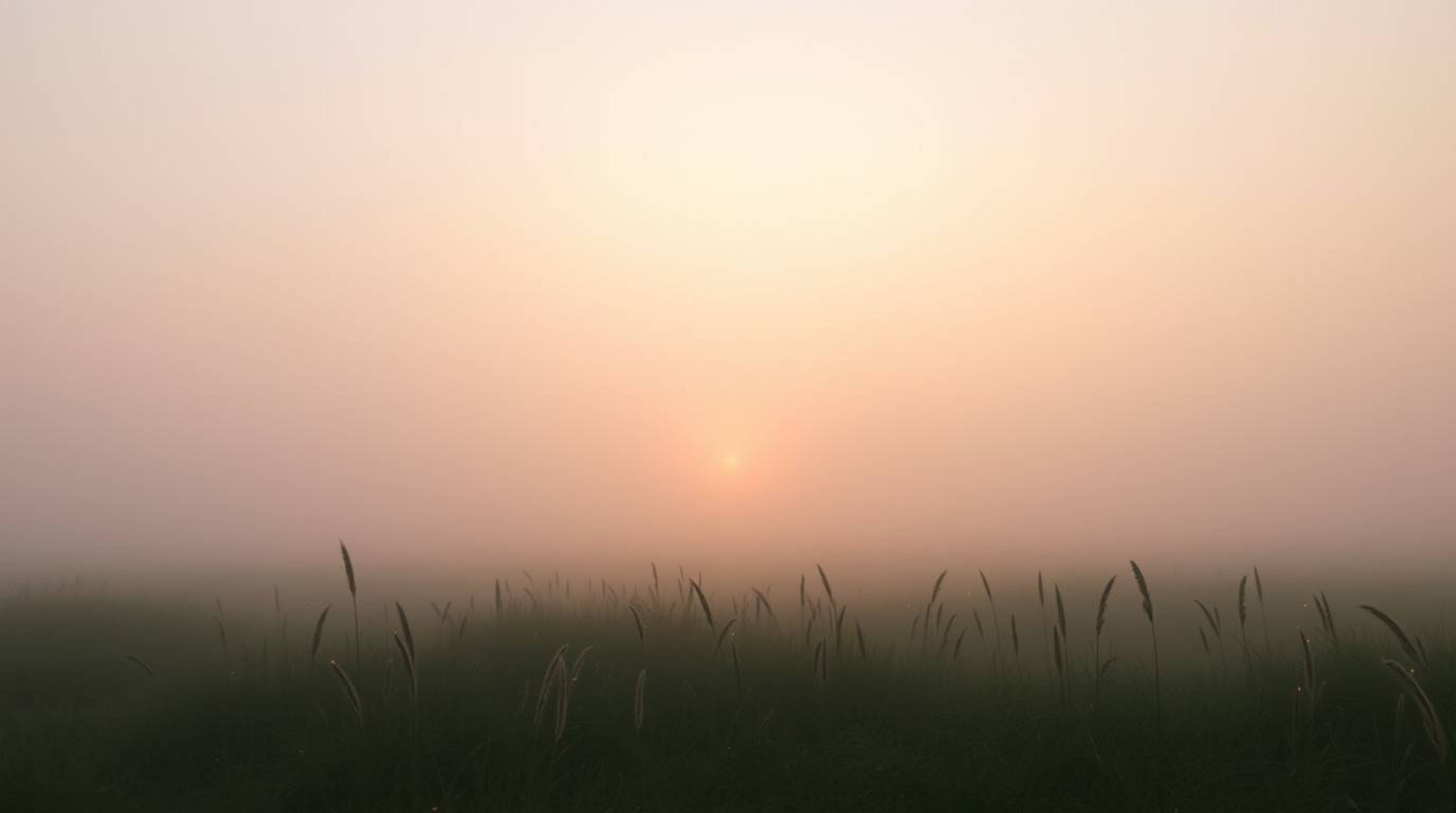 Experience a serene and dreamy sunset over a quiet meadow.  Thick fog creates a low-visibility atmosphere, enhancing the soft