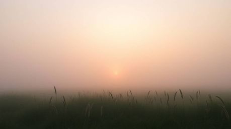 Experience a serene and dreamy sunset over a quiet meadow.  Thick fog creates a low-visibility atmosphere, enhancing the soft
