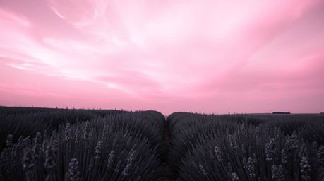 A graceful and elegant black and white photograph capturing the serene beauty of lavender fields bathed in the soft glow of a