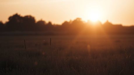 Experience the tranquility of a quiet meadow at sunset, bathed in the warm golden hour light. Imagine a classic black and whi