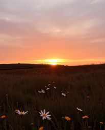 This photograph captures a serene sunset over a spring wildflower meadow, rendered in a palette of natural earth tones. The s