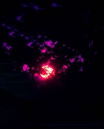 A long exposure photograph capturing a sunset through a dense jungle canopy, bathed in deep ultraviolet hues. This image is c