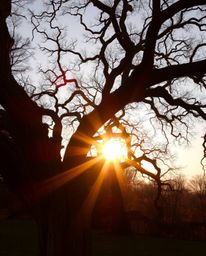 Warm golden hour light illuminates a sunset behind an old oak tree with twisted branches. This photographic style image is ch