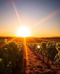 This radiant and luxurious image captures a breathtaking sunset over a vineyard, bathed in a warm golden glow. The scene is a