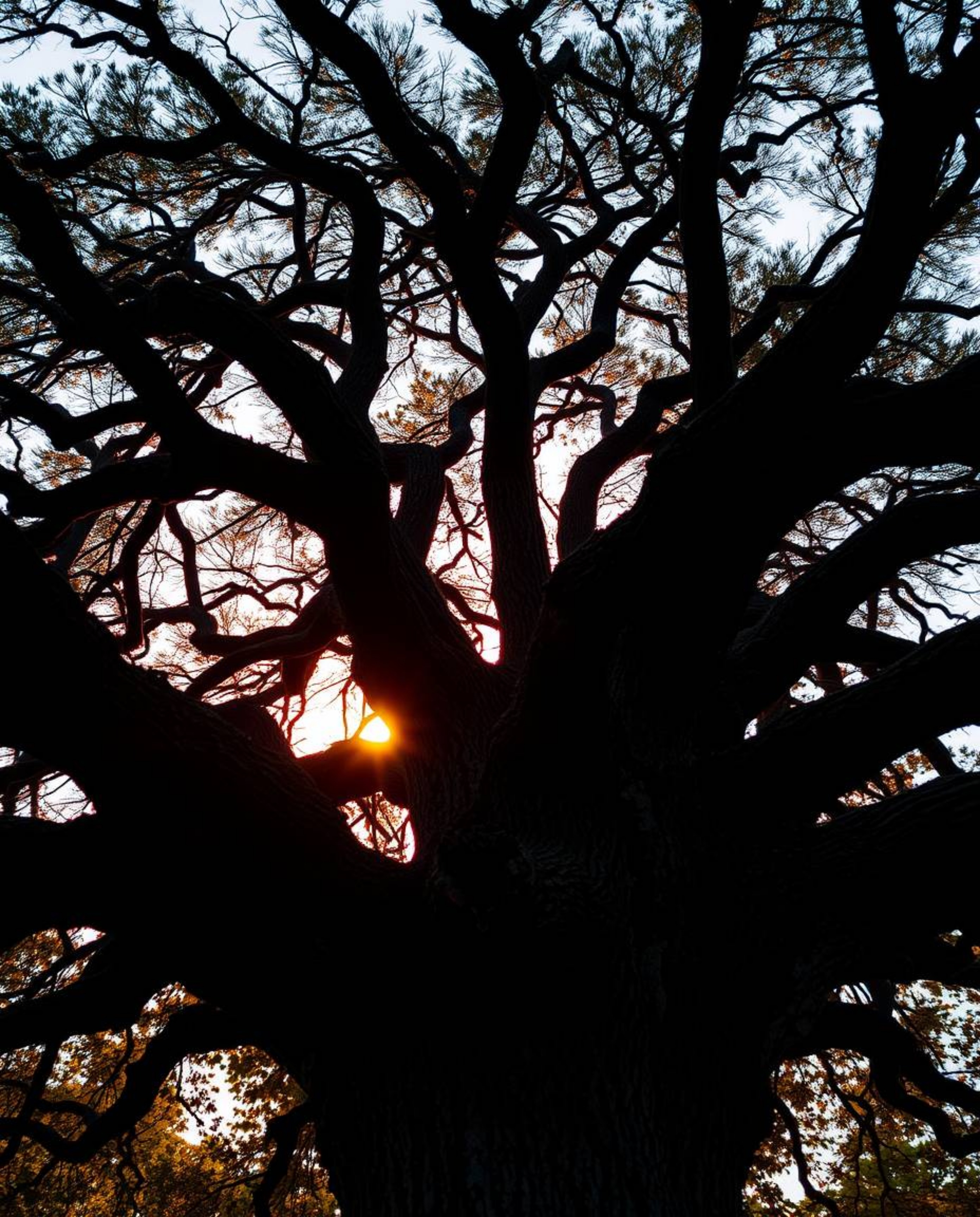 A low-angle view of a sunset behind an old oak tree, its twisted branches reaching upward towards the sky. The scene is chara