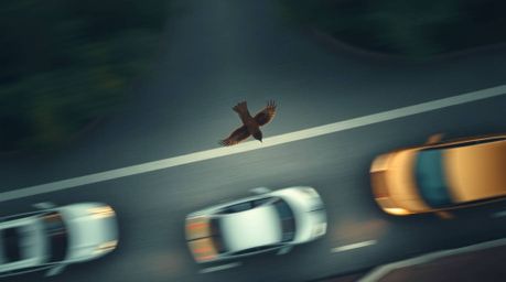 Experience a captivating scene from an overhead perspective, showcasing a fast-running bird blurring past traffic with a smoo