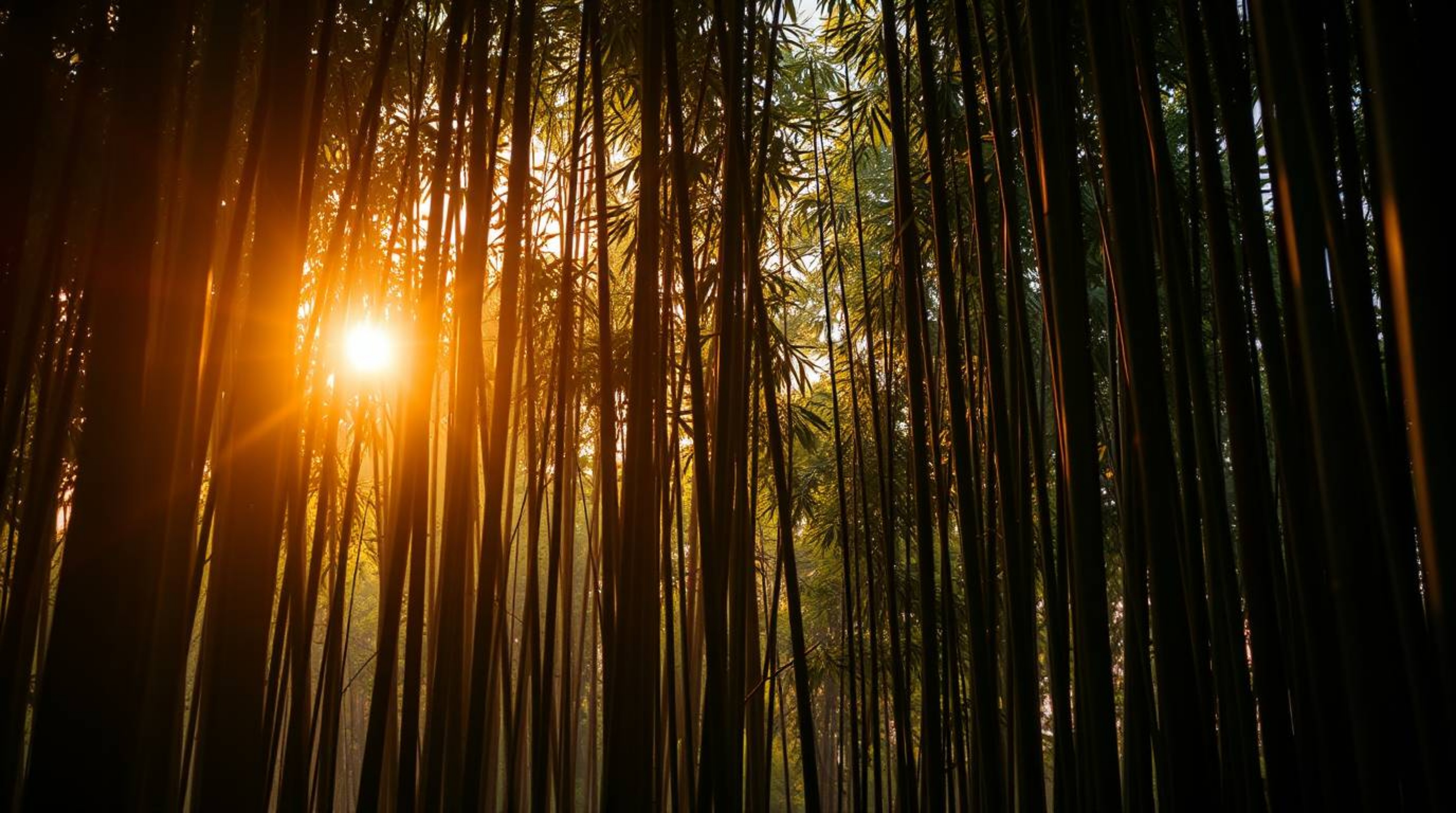 Capture the breathtaking beauty of a bamboo forest bathed in the golden hues of a warm sunset. This dramatic cinematic photog
