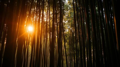 Capture the breathtaking beauty of a bamboo forest bathed in the golden hues of a warm sunset. This dramatic cinematic photog