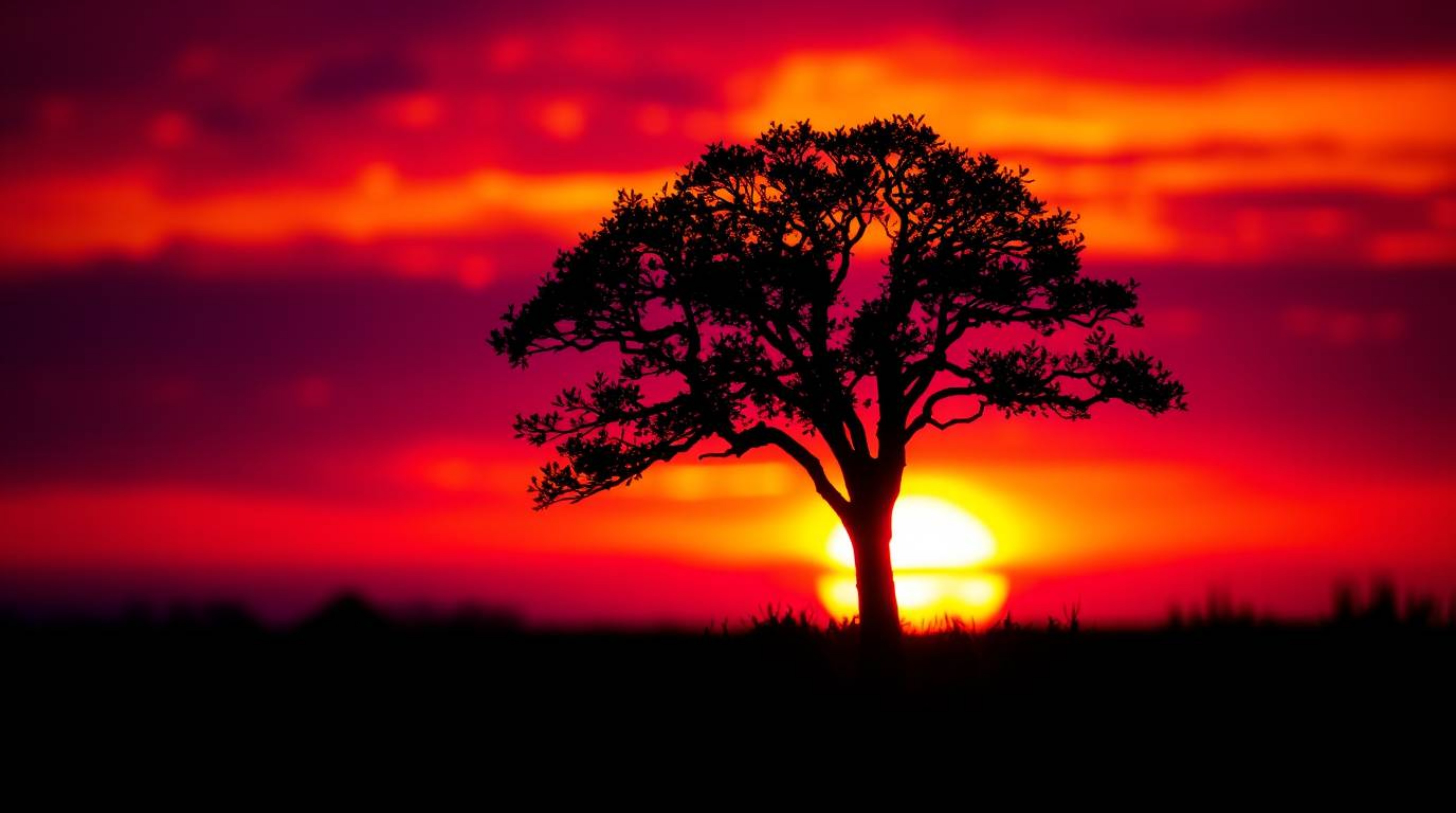 A captivating image of a lone tree silhouetted against a vibrant, fiery sunset. The photo features a blurred bokeh effect, d