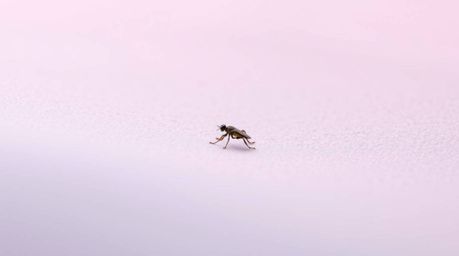 Explore the captivating world of extreme macro photography rendered in a modern flat design style. These images showcase sim