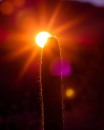 A professional, Photo Of The Year style photograph captures a desert cactus glowing in the last rays of the sun. The image is