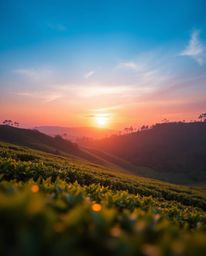 An extreme macro close-up photograph of a sunset over terraced tea plantations, focusing on minute details. The image is dist