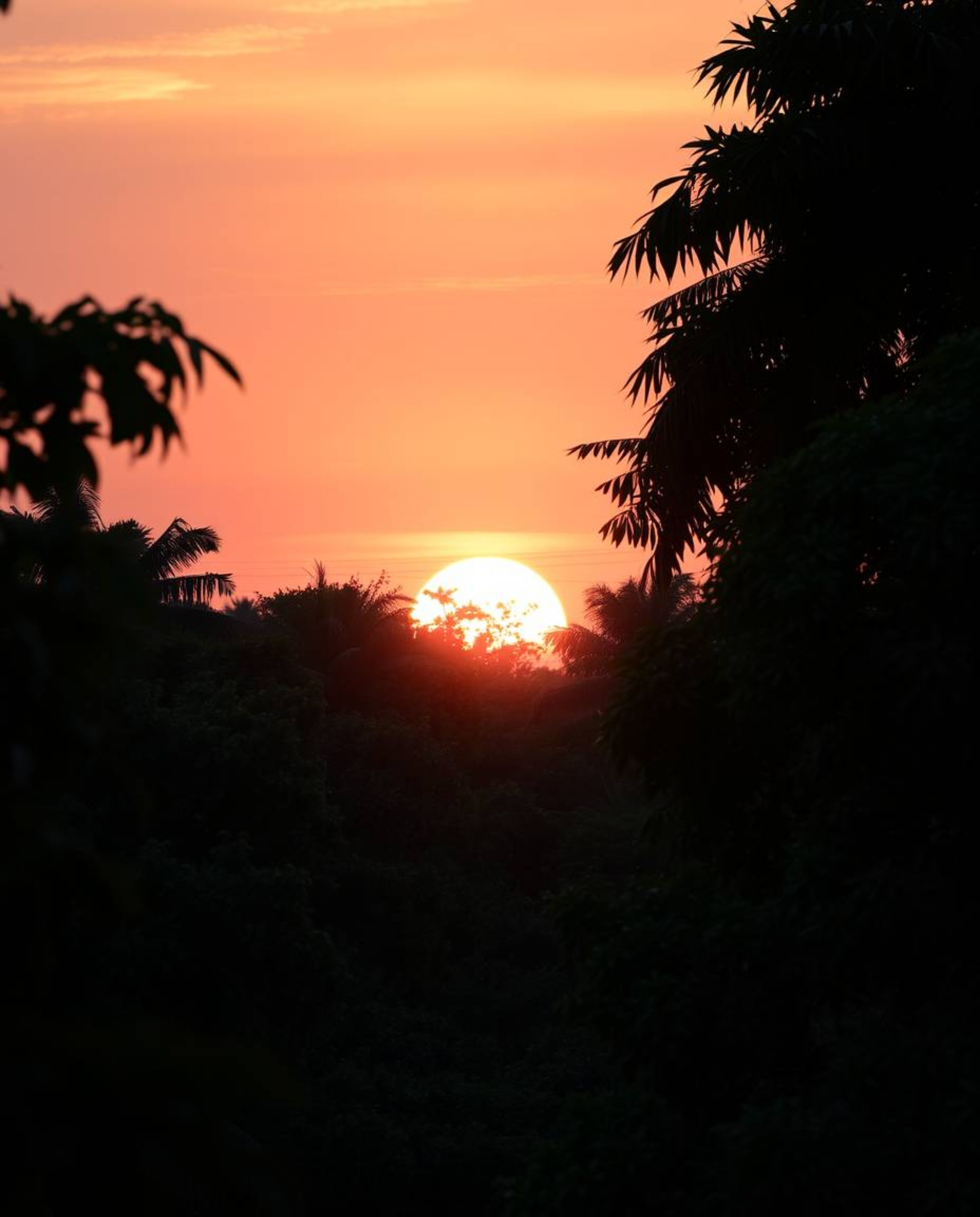 A high-resolution stock photo of a sunset seen through a dense jungle canopy. This professional-quality image is characterize
