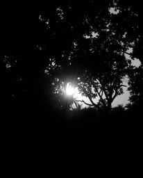 A classic black and white photograph depicts a sunset viewed through a dense jungle canopy. The composition is defined by str