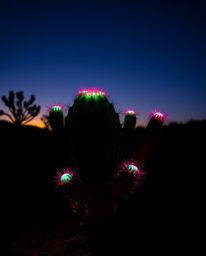 This artwork depicts a stunning bioluminescent desert cactus. Glowing in the last rays of the sun, it emits vibrant, otherwor