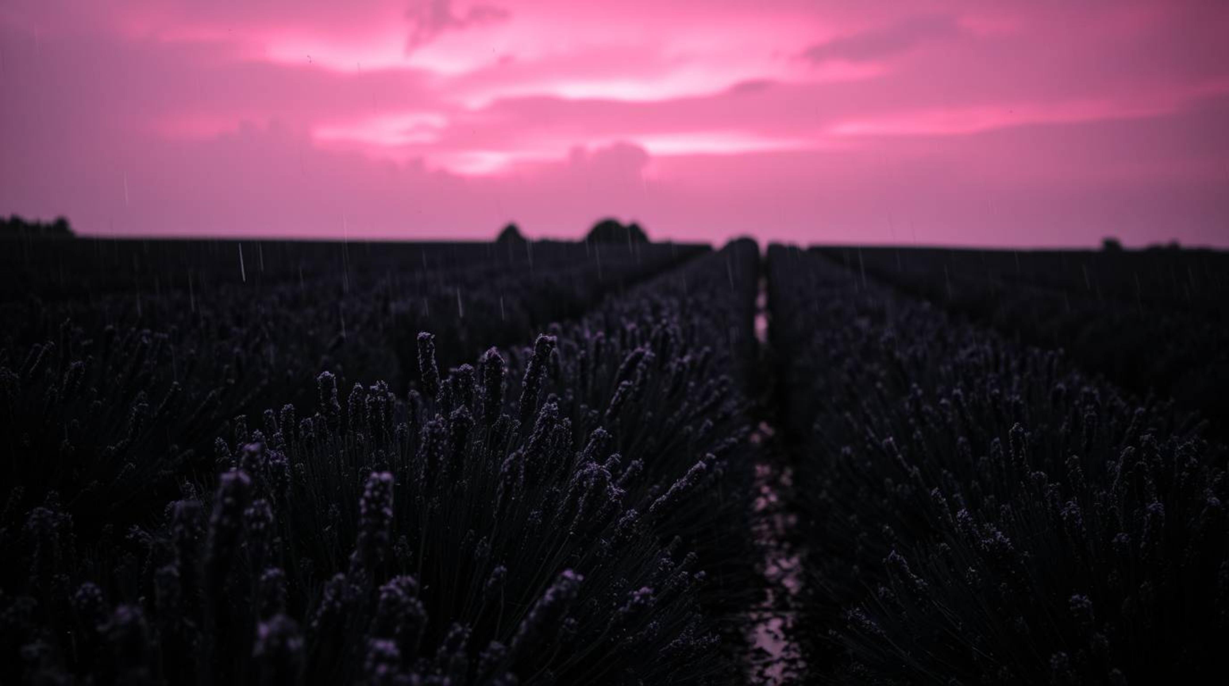 Explore the captivating contrast of a wet rainy scene rendered in intense jet black and white, juxtaposed with lavender field