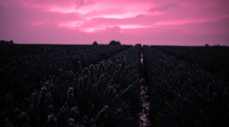 Explore the captivating contrast of a wet rainy scene rendered in intense jet black and white, juxtaposed with lavender field