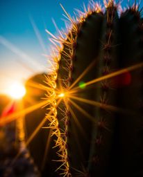 This is an extreme macro close-up of a desert cactus, captured glowing in the last rays of the sun. The image showcases vibra