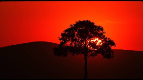 A captivating image of a lone tree silhouetted against a vibrant fiery sunset.  The dramatic cinematic lighting, backlighting