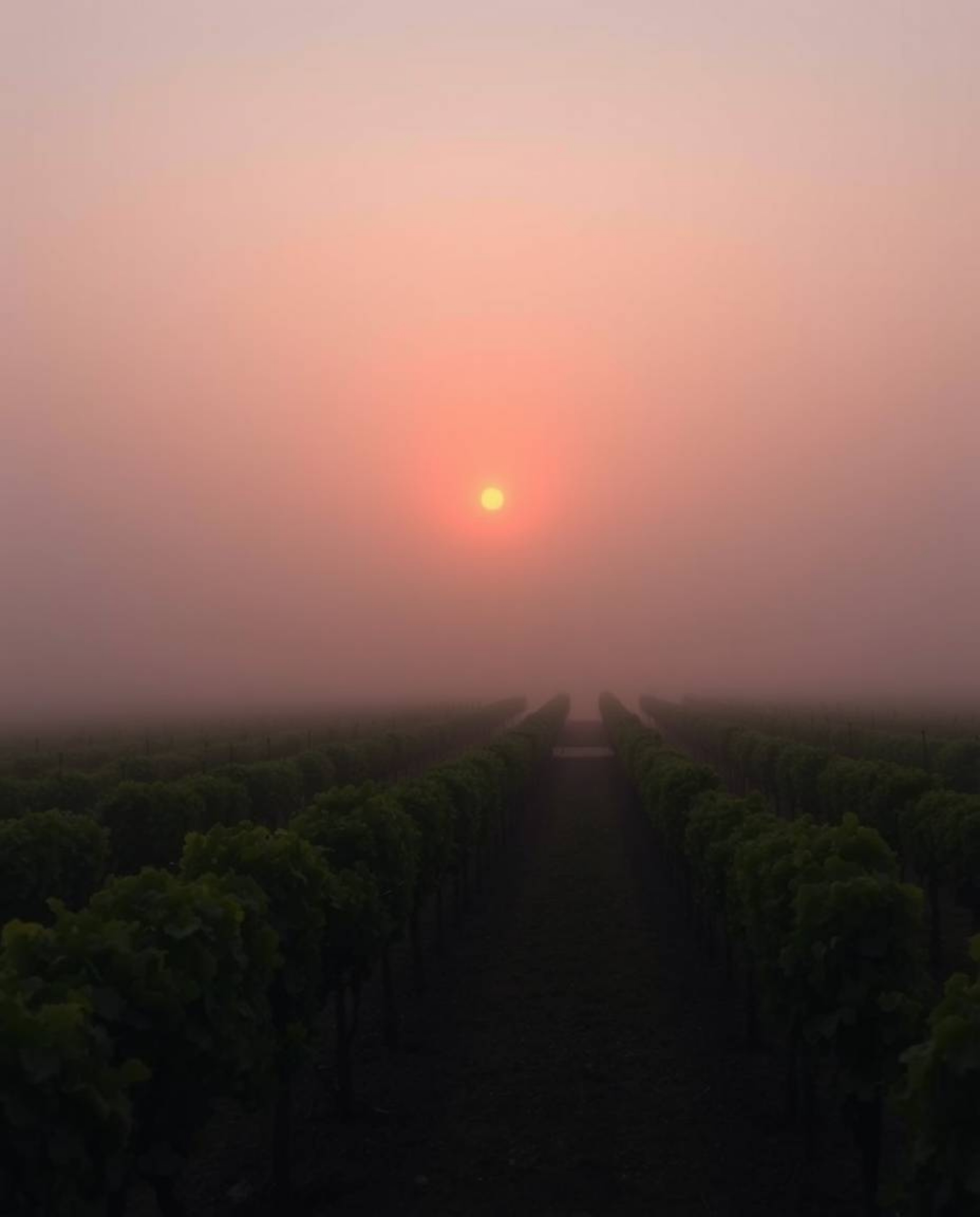 This cinematic artwork captures a sunset over a vineyard, shrouded in a blanket of thick fog. Rendered in a film-like style w
