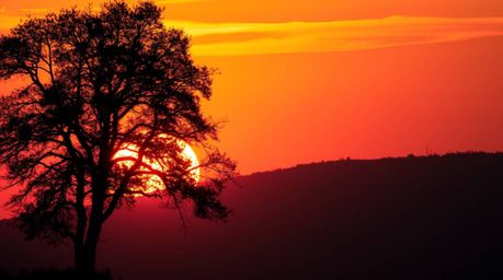 A captivating image showcases a lone tree silhouetted against a vibrant, fiery sunset, with backlighting creating stunning co