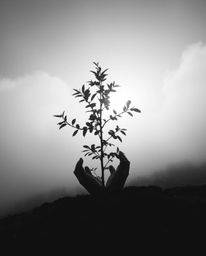A captivating high-contrast black and white image showing hands tenderly planting a tree, illuminated by a radiant golden sky